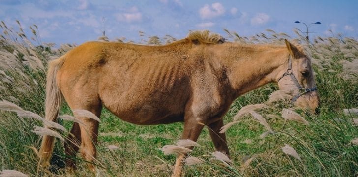 एक लंबा घोड़ा खा रहा है